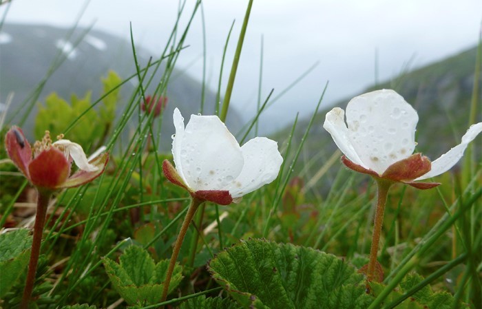Molteblomar ved Blåvatn